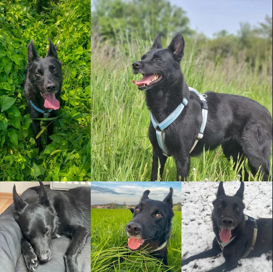 Die, schwarz female Mixed Breed for adoption at Tierschutzverein Schwetzingen und Umgebung e.V.