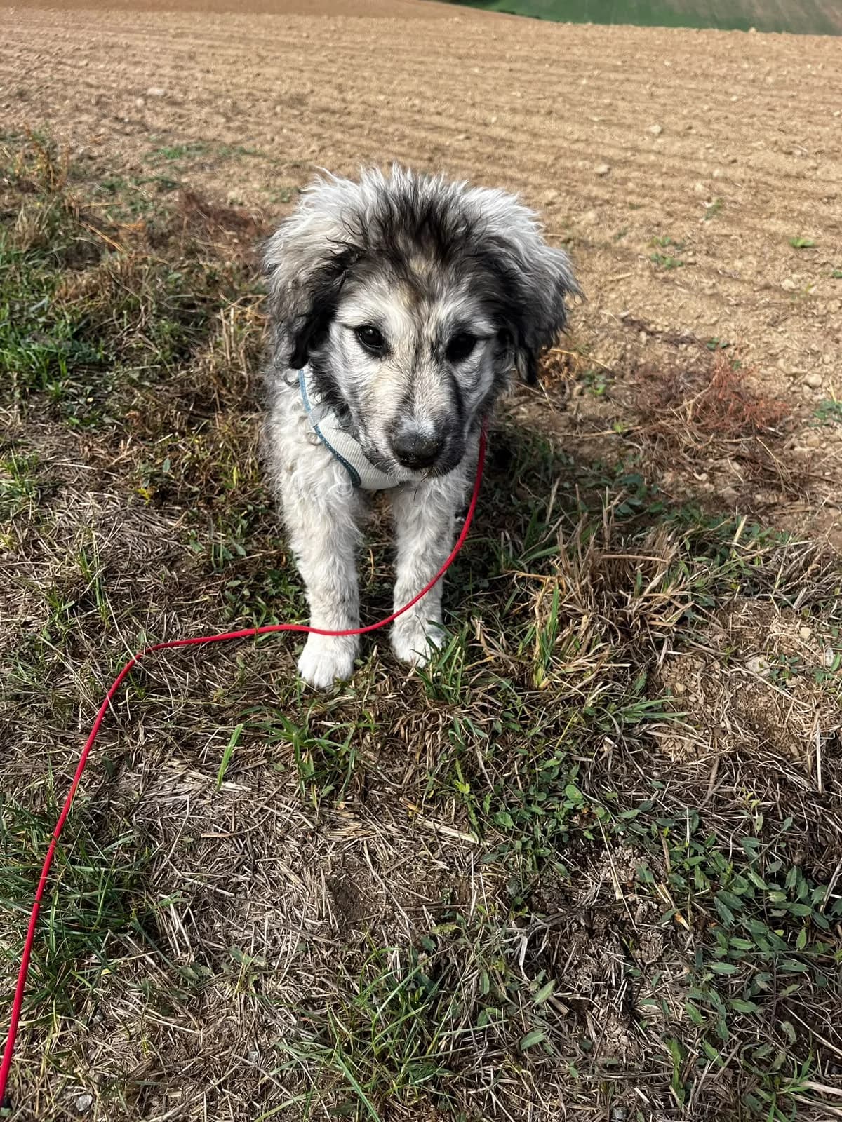 Filou, puppy Mixed Breed for adoption at Tierschutzverein Schwetzingen und Umgebung e.V.