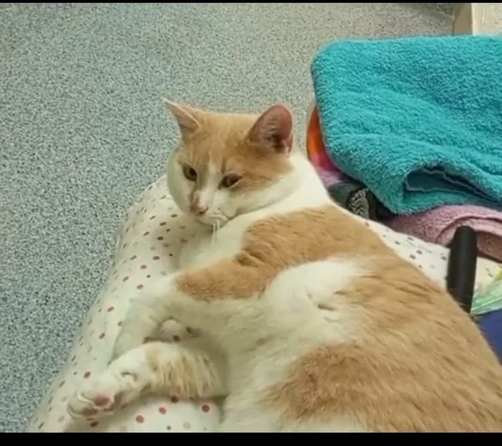 Kater, rot male 3yo Mixed Breed for adoption at Tierschutzverein Schwetzingen und Umgebung e.V.