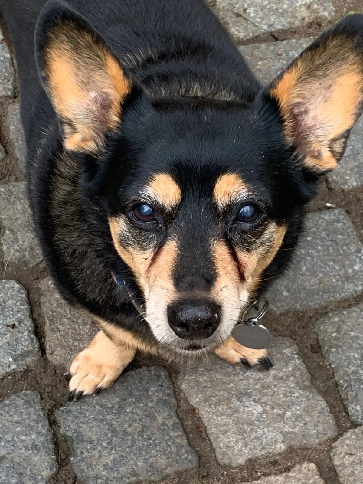 Lissy, female senior Mixed Breed for adoption at Tierschutzverein Schwetzingen und Umgebung e.V.