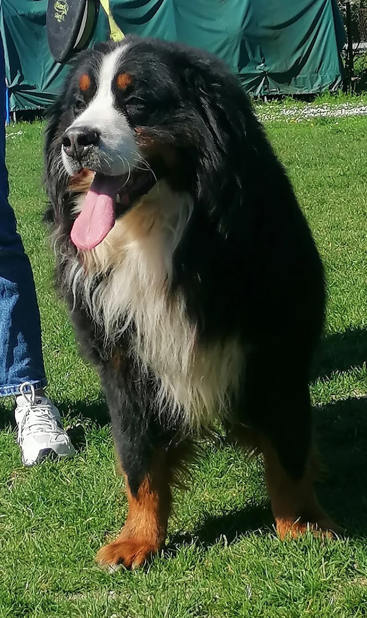 Lucky, tricolor male 7yo Bernese Mountain Dog for adoption at Tierschutzverein Schwetzingen und Umgebung e.V.