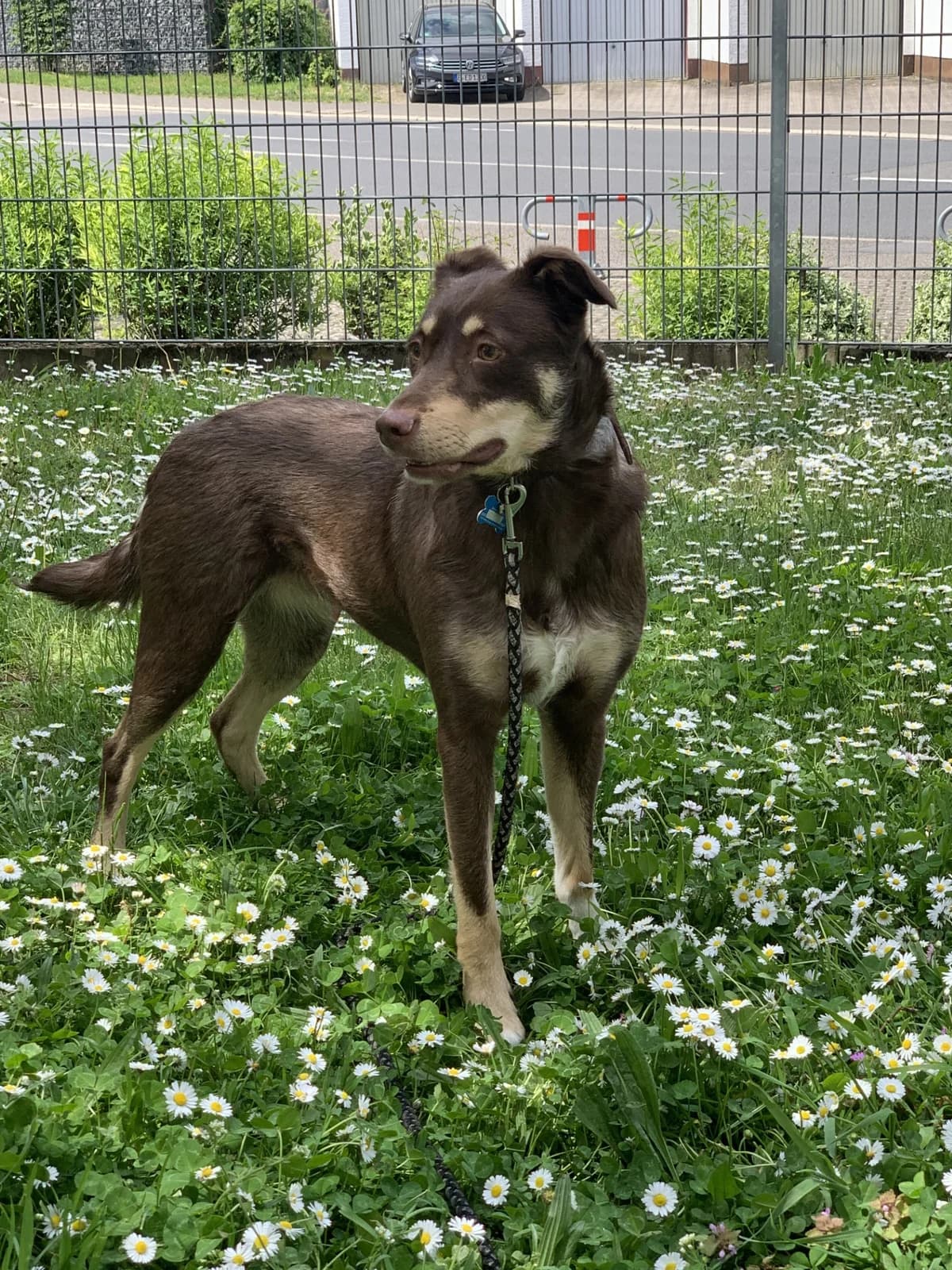 Maya, female 7yo Mixed Breed for adoption at Tierschutzverein Schwetzingen und Umgebung e.V.
