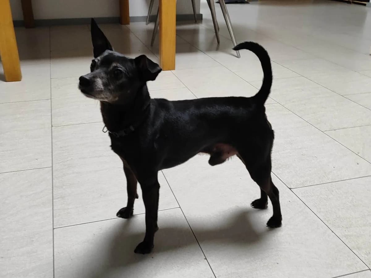 Mischa, schwarz male 7yo Mixed Breed for adoption at Tierschutzverein Schwetzingen und Umgebung e.V.