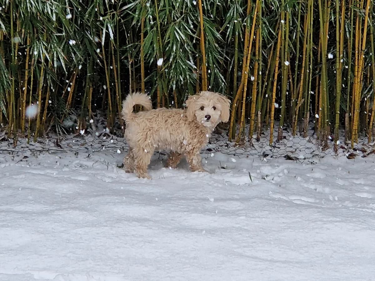 Pepper, male puppy Mixed Breed for adoption at Tierschutzverein Schwetzingen und Umgebung e.V.