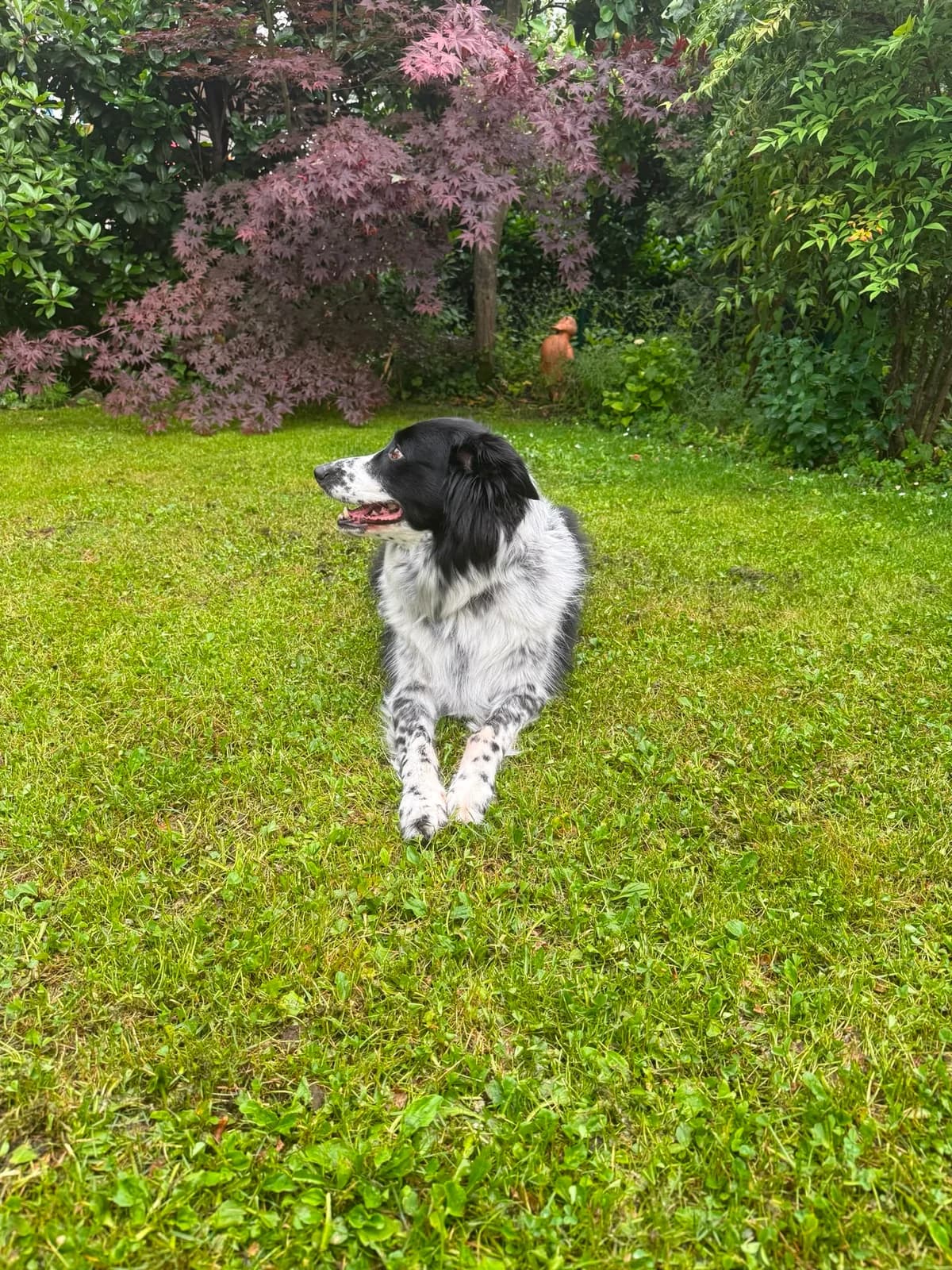 Rey, female 6yo Mixed Breed for adoption at Tierschutzverein Schwetzingen und Umgebung e.V.