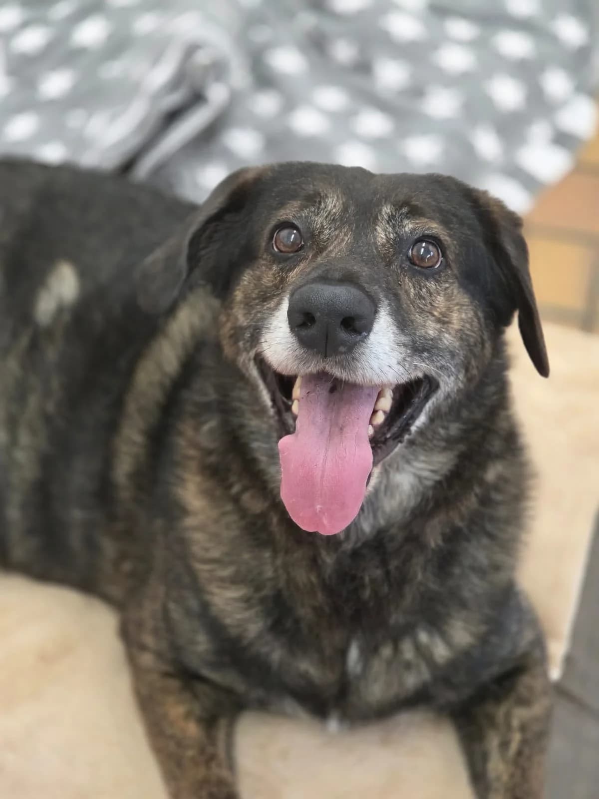 Sammy, male 5yo Mixed Breed for adoption at Tierschutzverein Schwetzingen und Umgebung e.V.