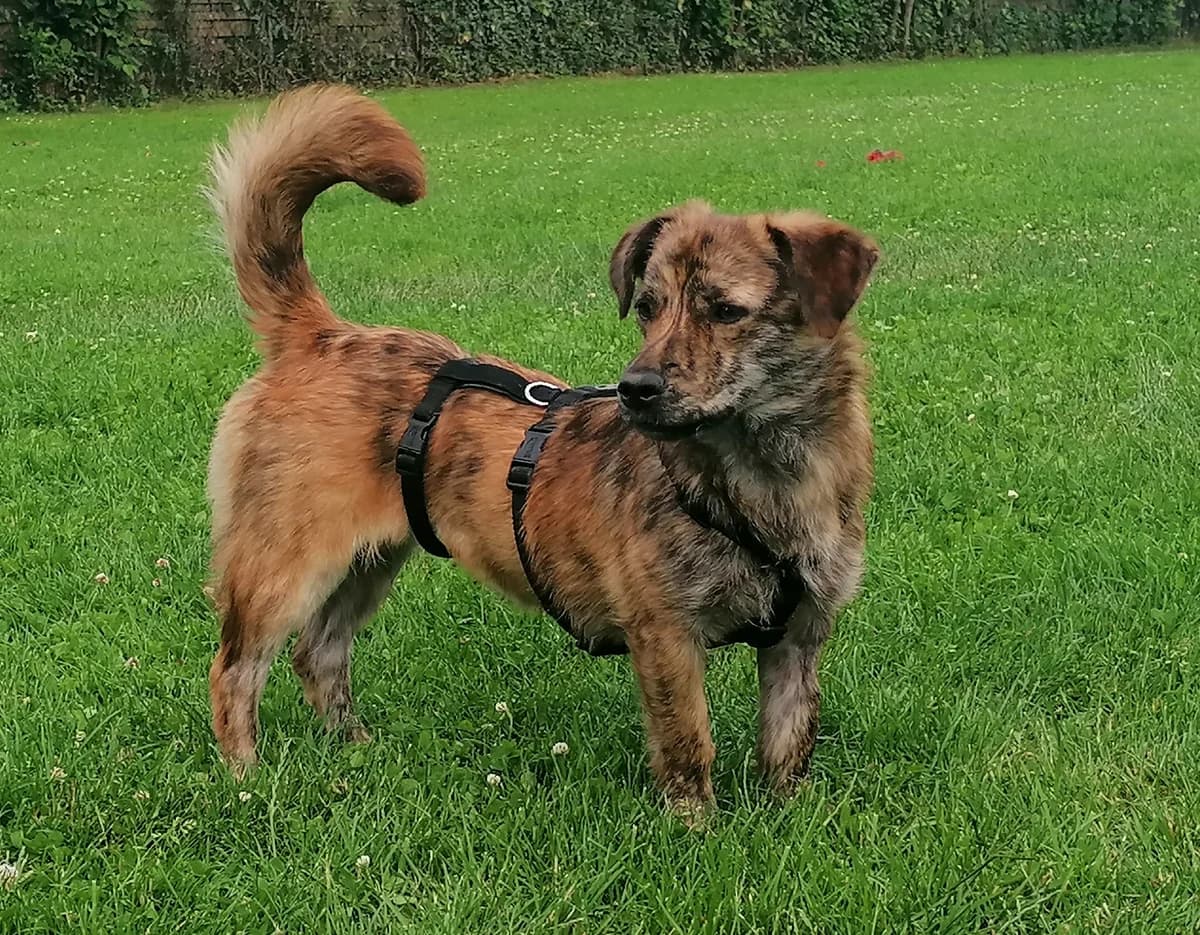 Sury, braun male young Mixed Breed for adoption at Tierschutzverein Schwetzingen und Umgebung e.V.