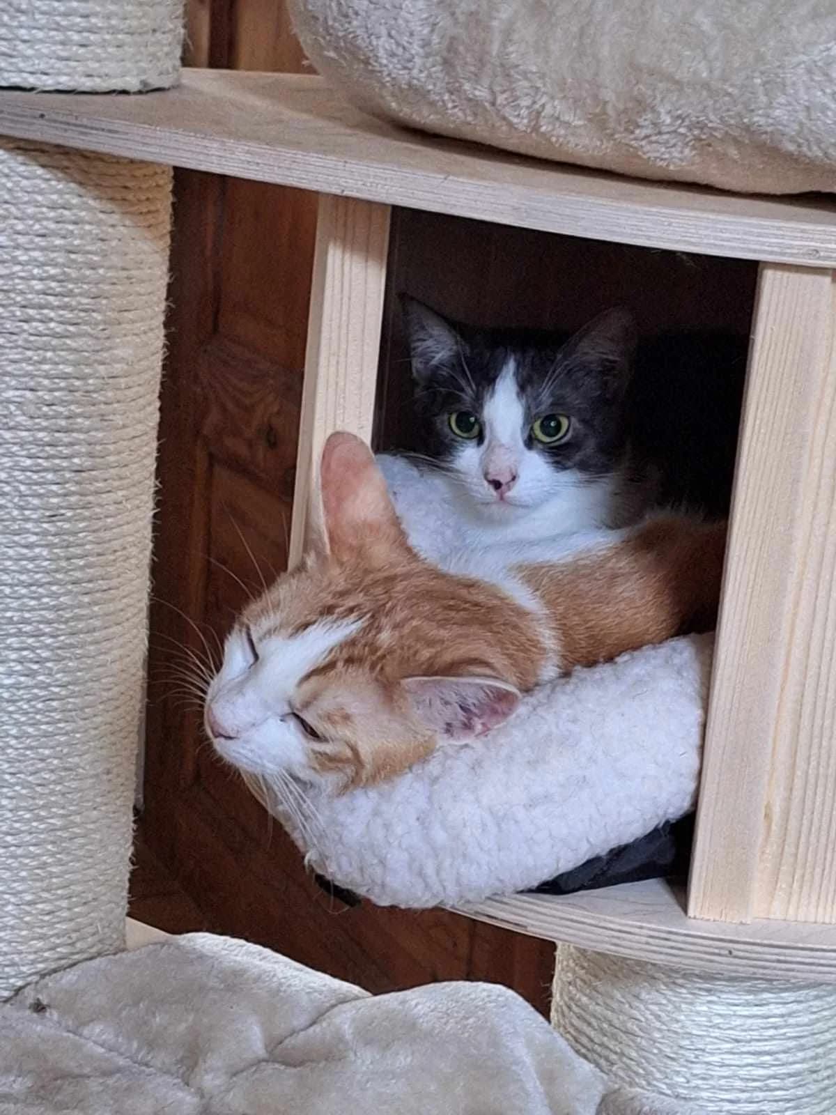 Findus und Katinka, female Mixed Breed for adoption at TSV Sorgenfelle e.V., Lollar