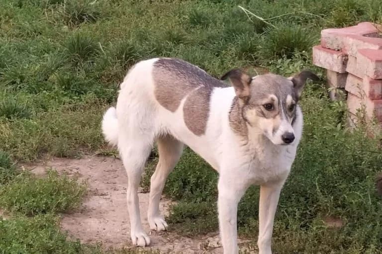Bella, female Mixed Breed for adoption at Tierschutzverein Straßenhunde Bukarest e.V.