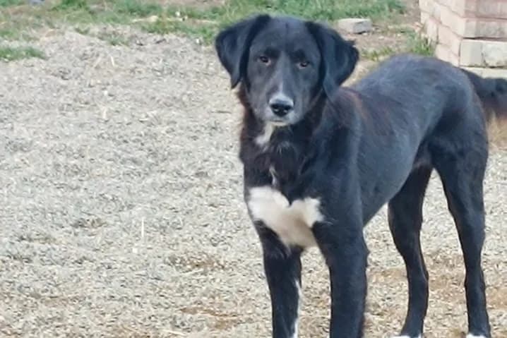 Dorulet, male Mixed Breed for adoption at Tierschutzverein Straßenhunde Bukarest e.V.