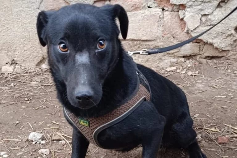 Rocco, male Mixed Breed for adoption at Tierschutzverein Straßenhunde Bukarest e.V.