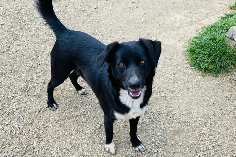 Yudith, female Mixed Breed for adoption at Tierschutzverein Straßenhunde Bukarest e.V.