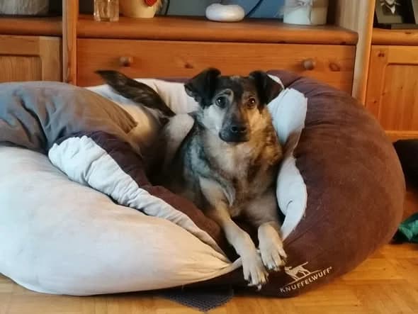 Kate, female senior Mixed Breed for adoption at TSV Strassenpfoten e.V.