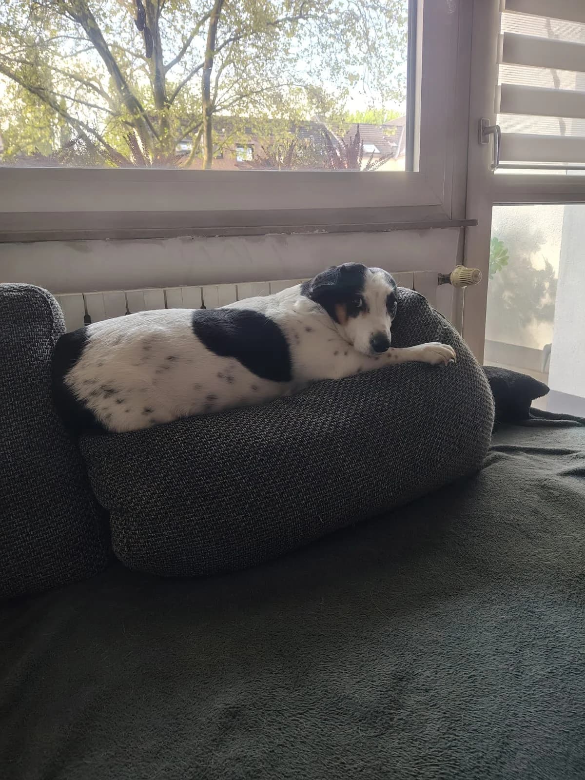 Mavi, female 6yo Mixed Breed for adoption at TSV Strassenpfoten e.V.