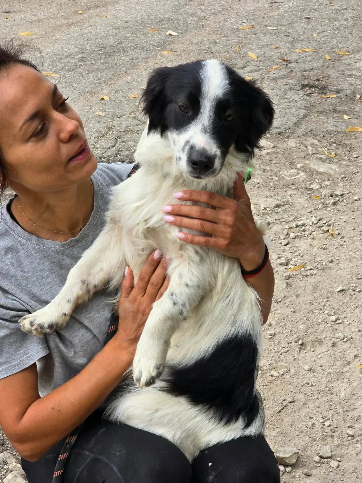 Joey, male young Mixed Breed for adoption at TSV Strassenpfoten e.V.