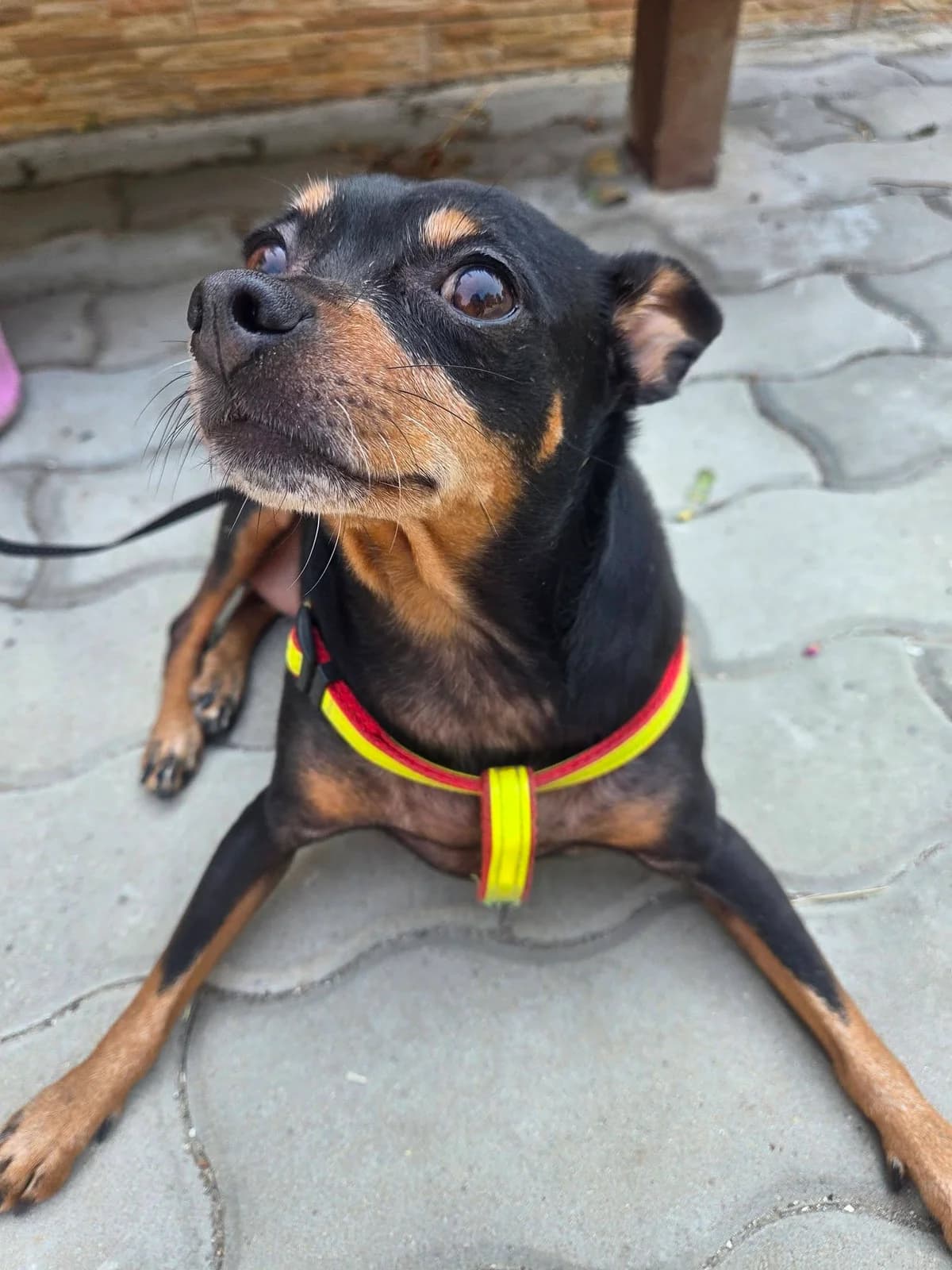 Nancy, female 4yo Mixed Breed for adoption at TSV Strassenpfoten e.V.