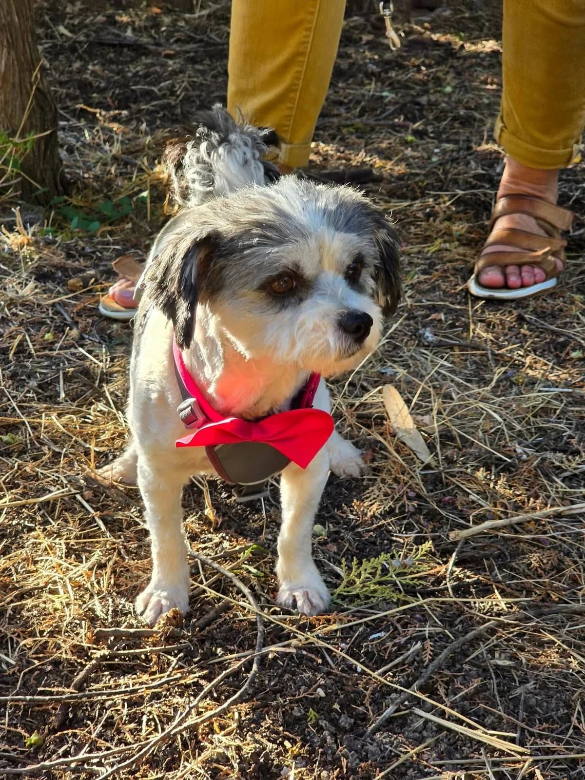 Alia, female 3yo mixed breed for adoption at TSV Strassenpfoten e.V.