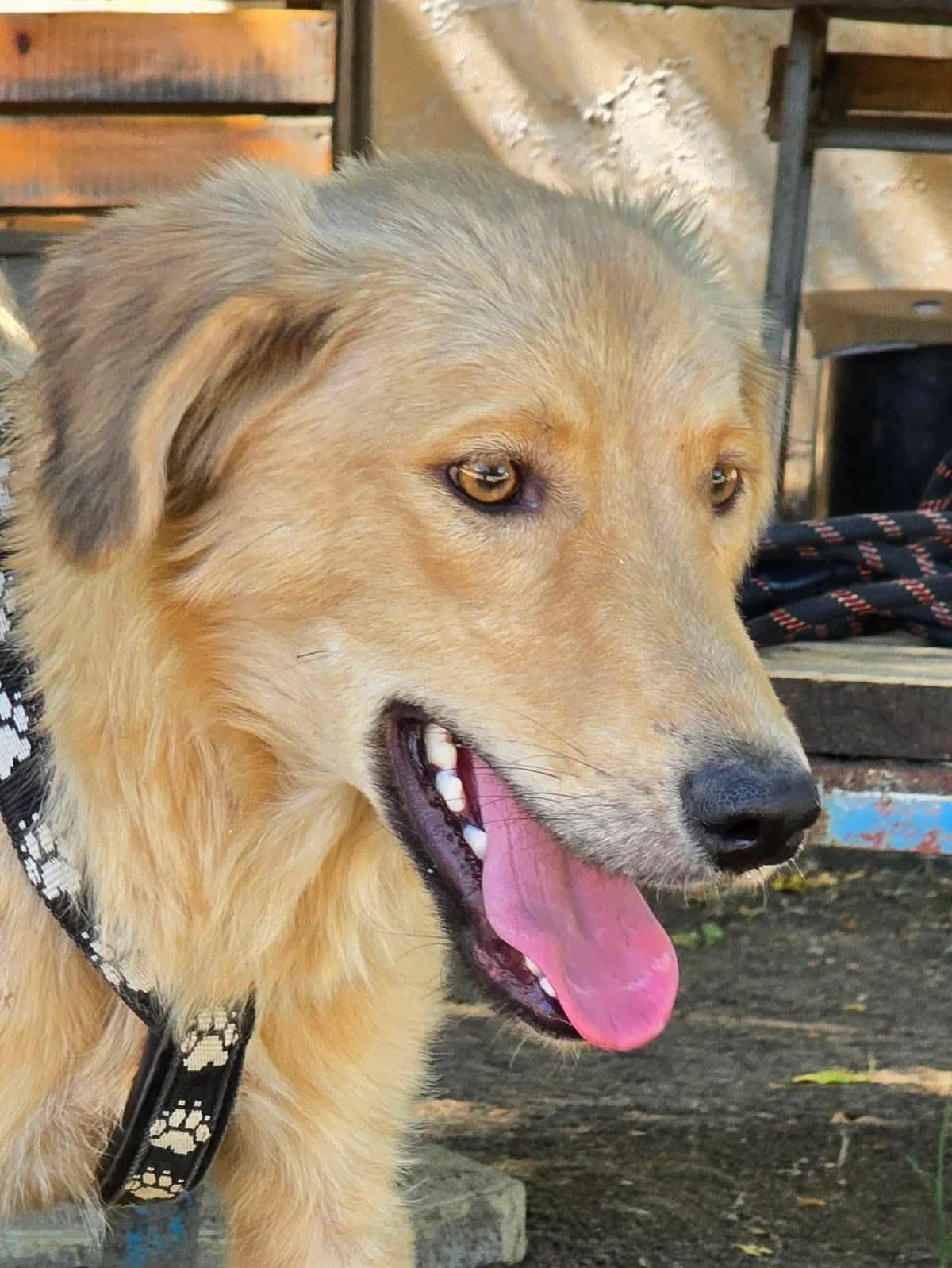 Selma, female puppy Mixed Breed for adoption at TSV Strassenpfoten e.V.