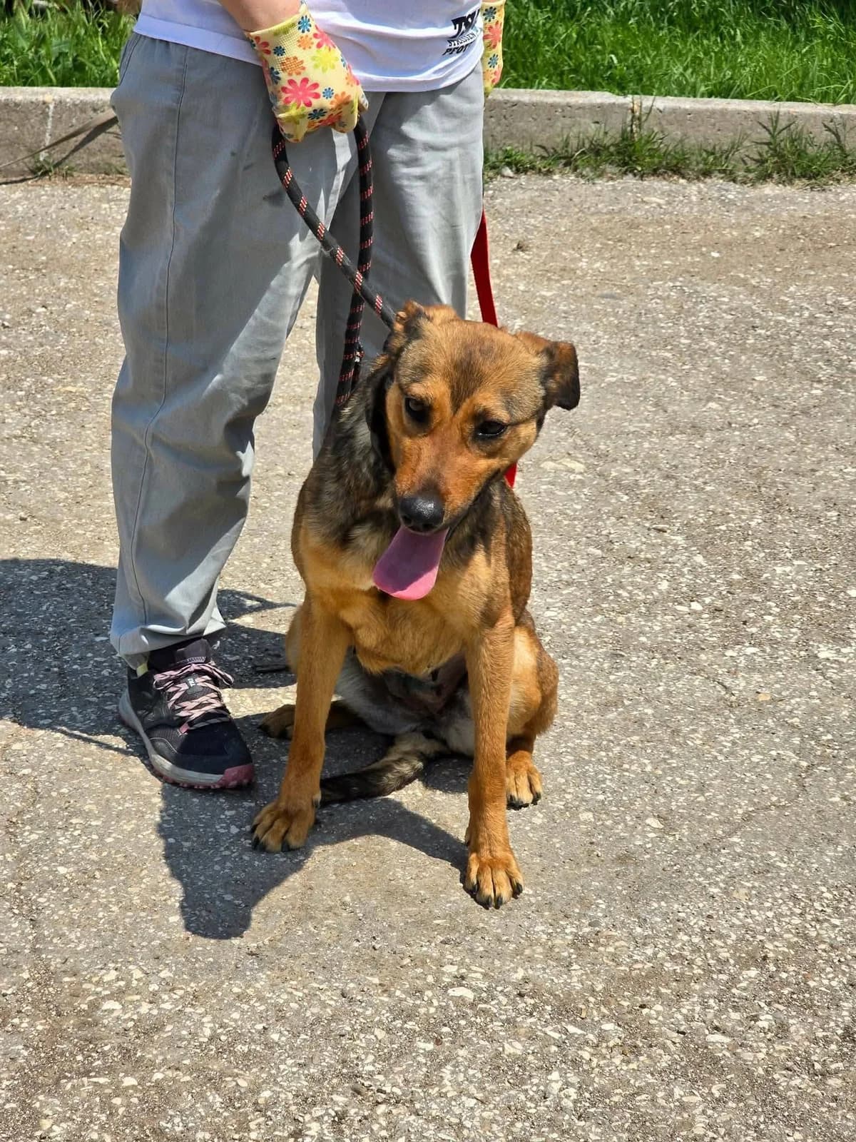 Rea, female young Mixed Breed for adoption at TSV Strassenpfoten e.V.