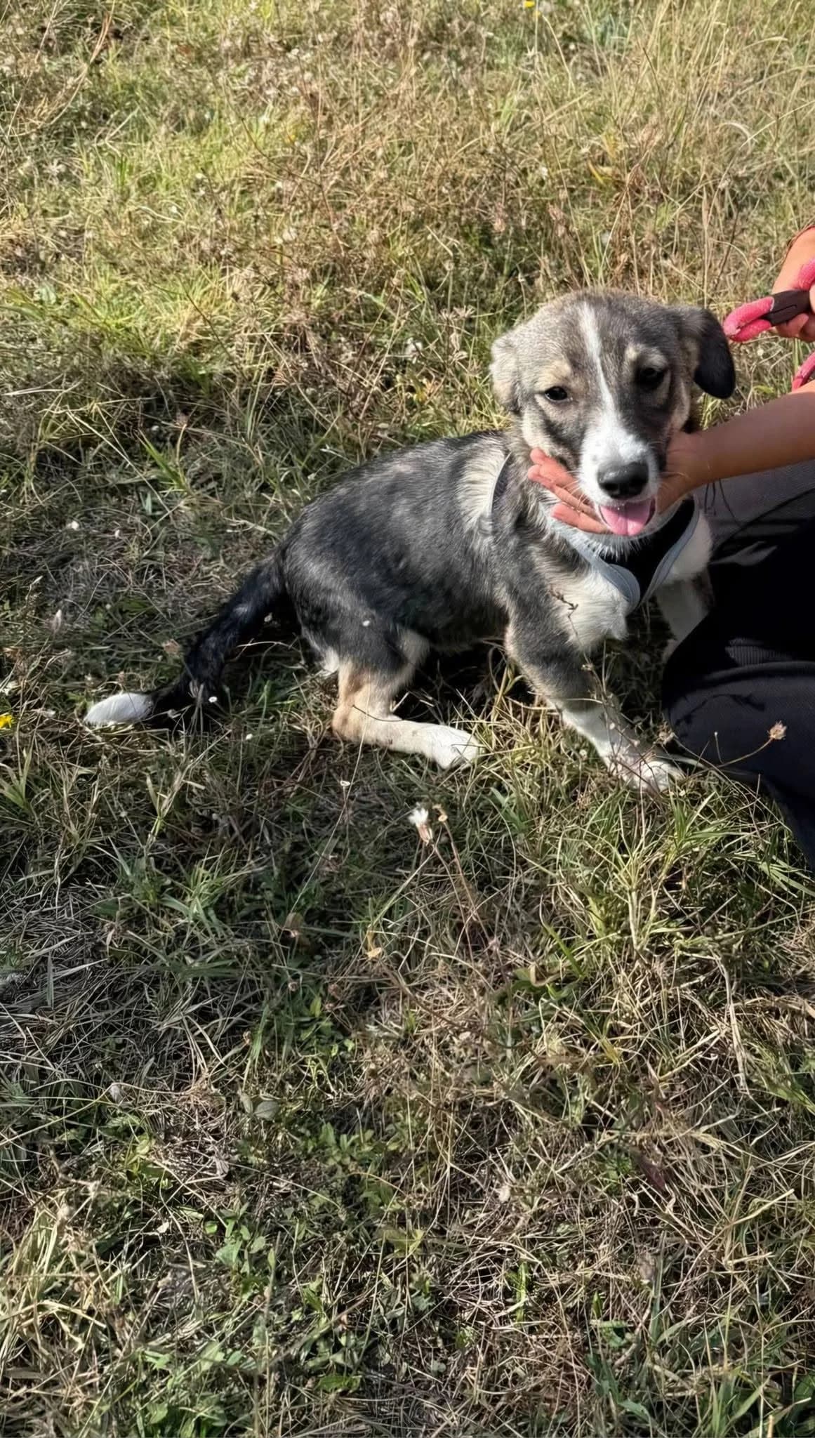 Ashley, female puppy Mixed Breed for adoption at TSV Strassenpfoten e.V.