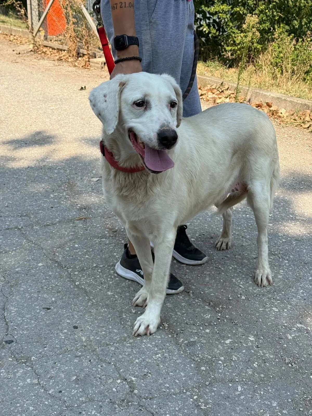 Eva, female 4yo Mixed Breed for adoption at TSV Strassenpfoten e.V.