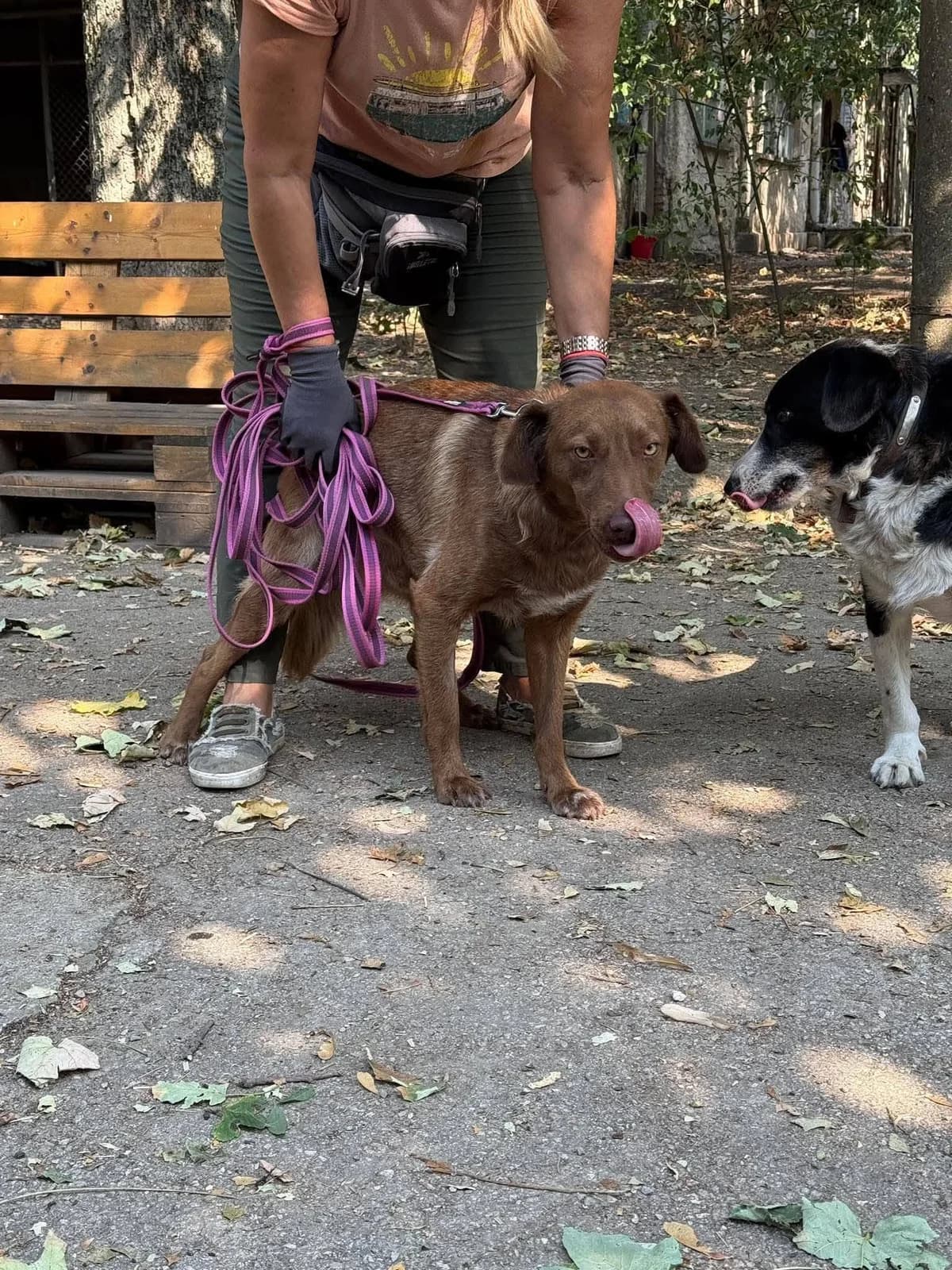 Nando, male young Mixed Breed for adoption at TSV Strassenpfoten e.V.