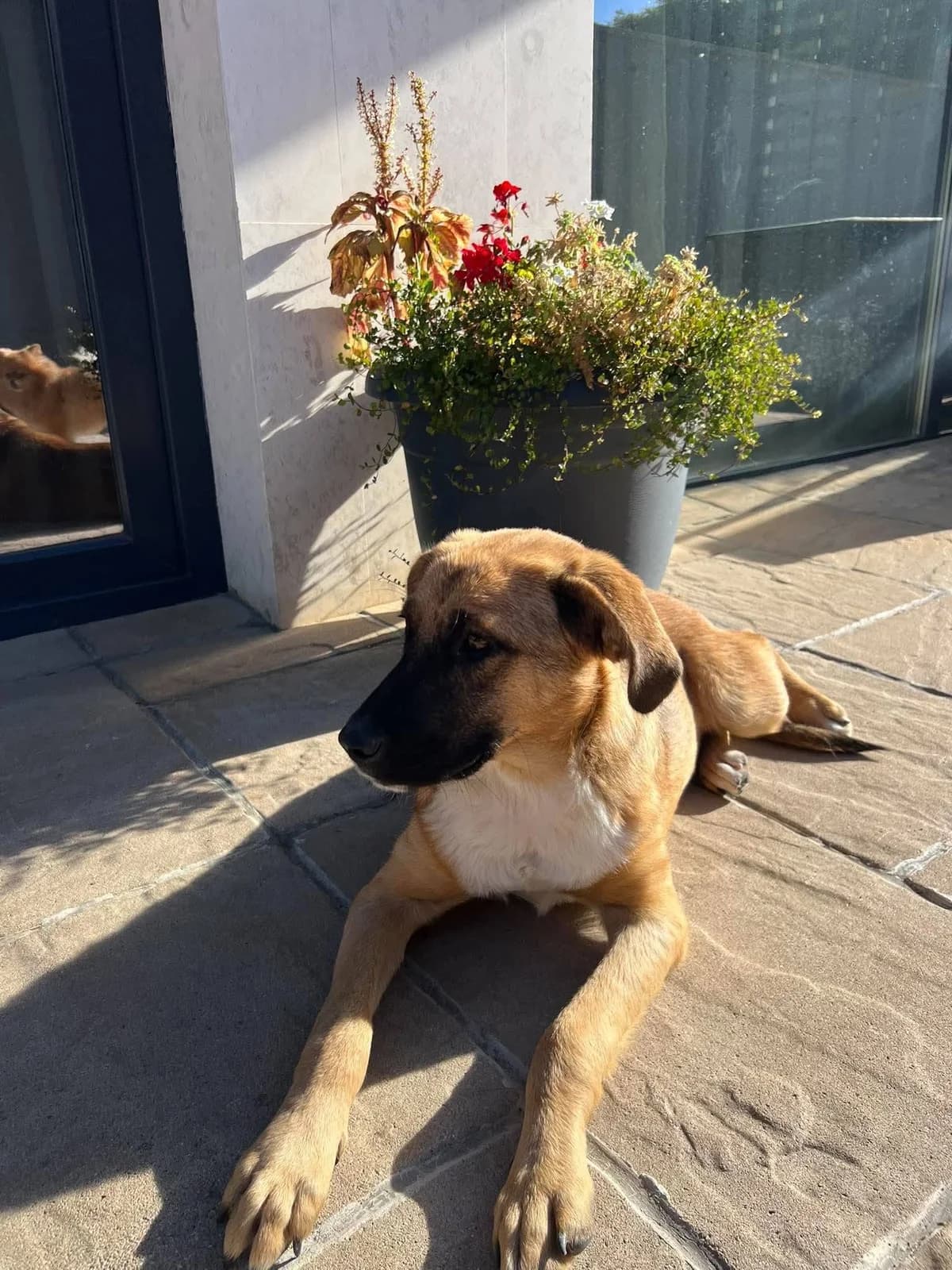 Bruna, female puppy Mixed Breed for adoption at TSV Strassenpfoten e.V.