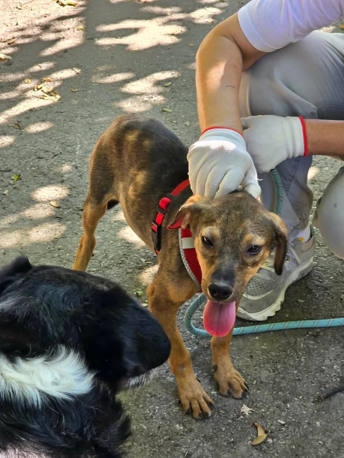 Yoshi, male puppy Mixed Breed for adoption at TSV Strassenpfoten e.V.