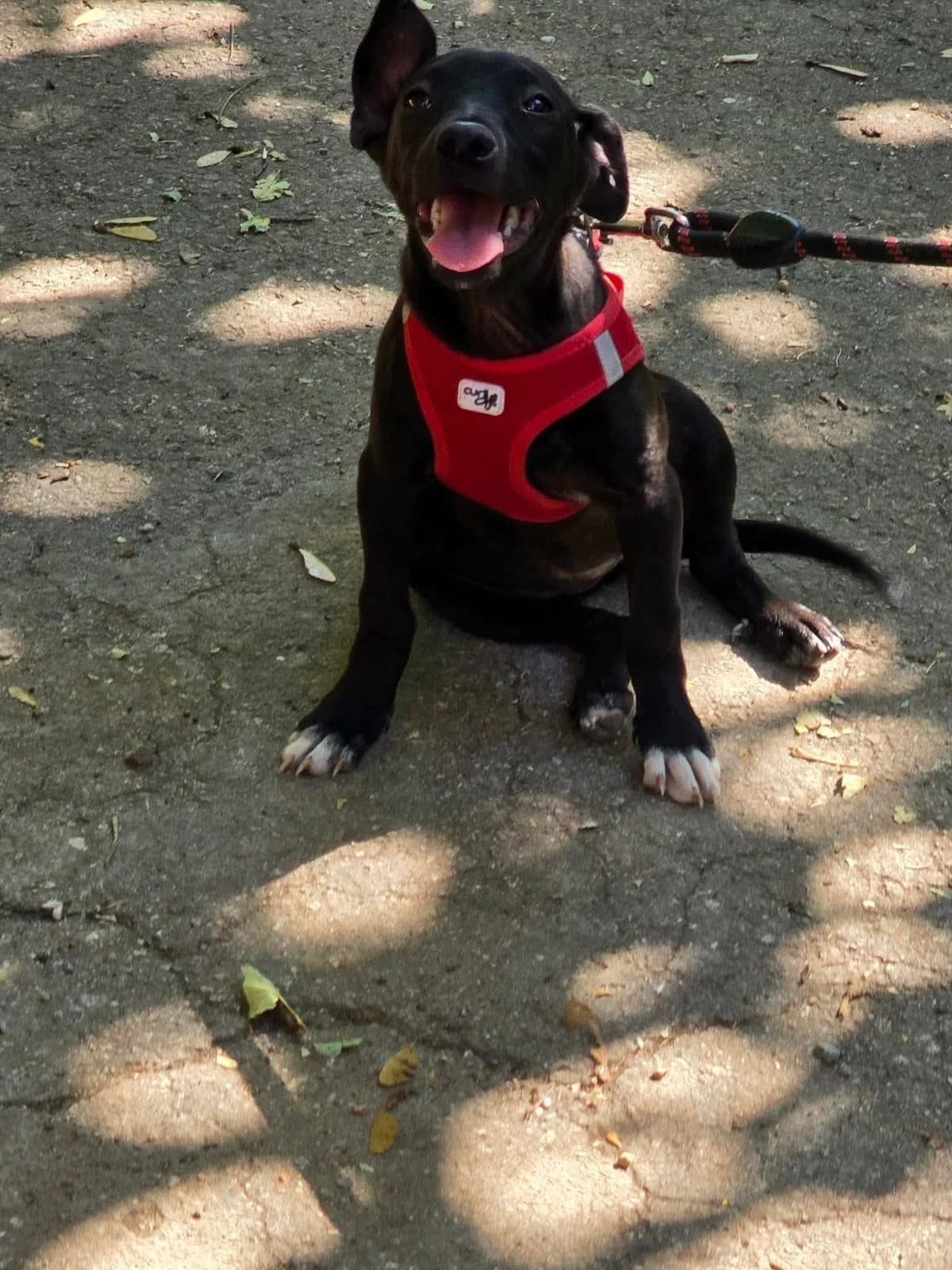 Yoli, female puppy Mixed Breed for adoption at TSV Strassenpfoten e.V.
