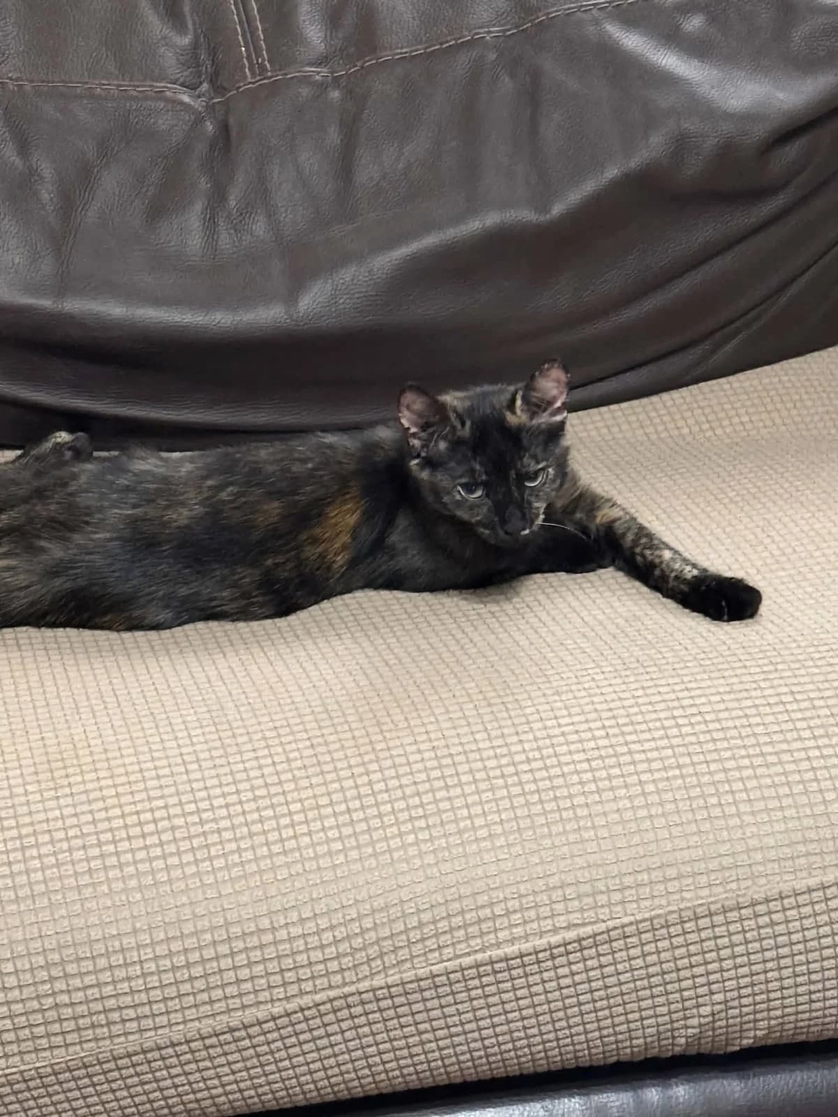 Lucy, female puppy British Shorthair for adoption at TSV Strassenpfoten e.V.
