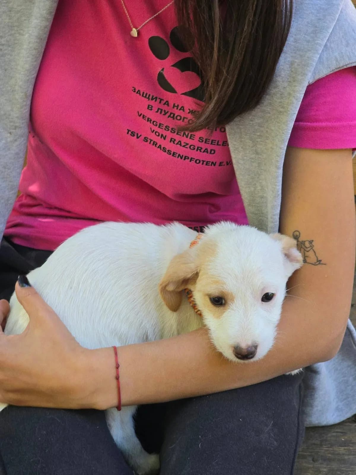 Ida, female puppy Mixed Breed for adoption at TSV Strassenpfoten e.V.