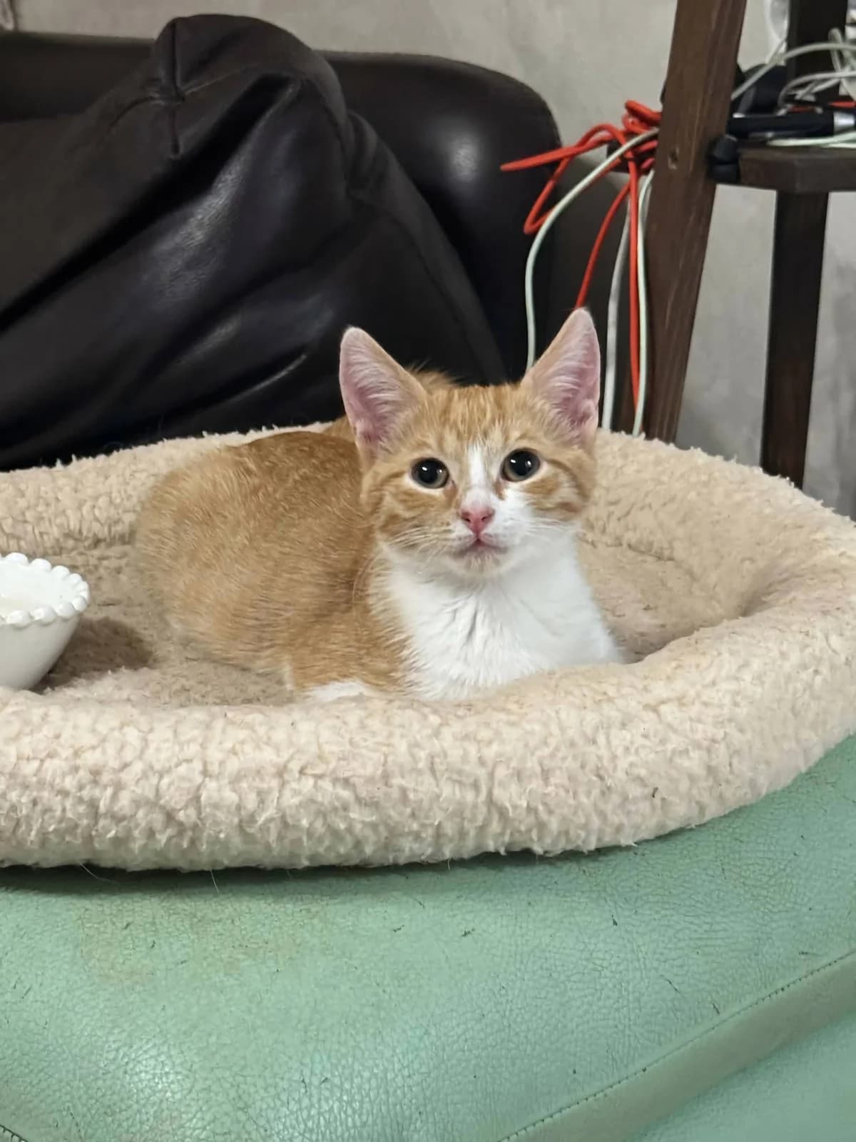 Mila, female puppy British Shorthair for adoption at TSV Strassenpfoten e.V.