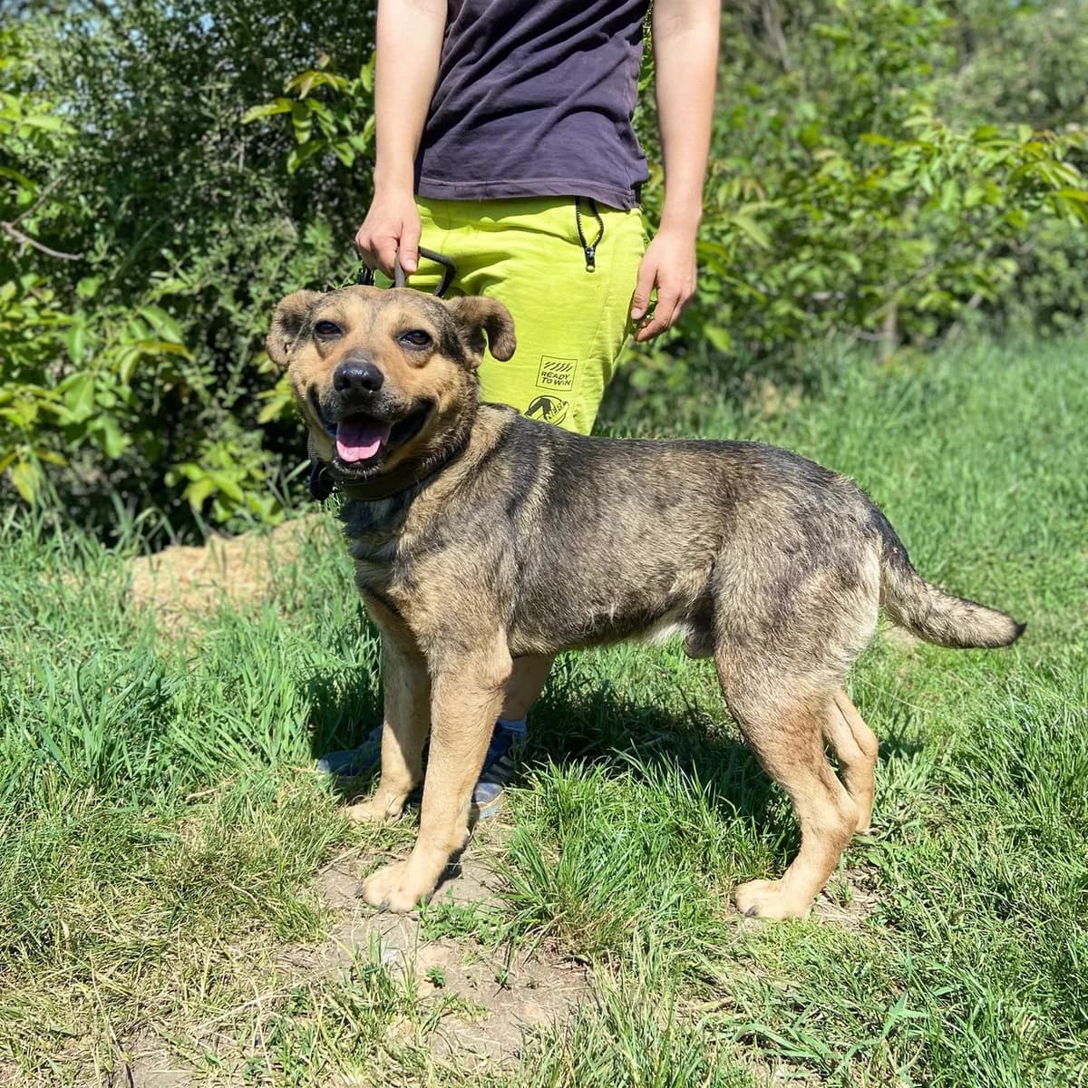 Marci, male young Mixed Breed for adoption at Tierschutzverein Südkreta e.V.