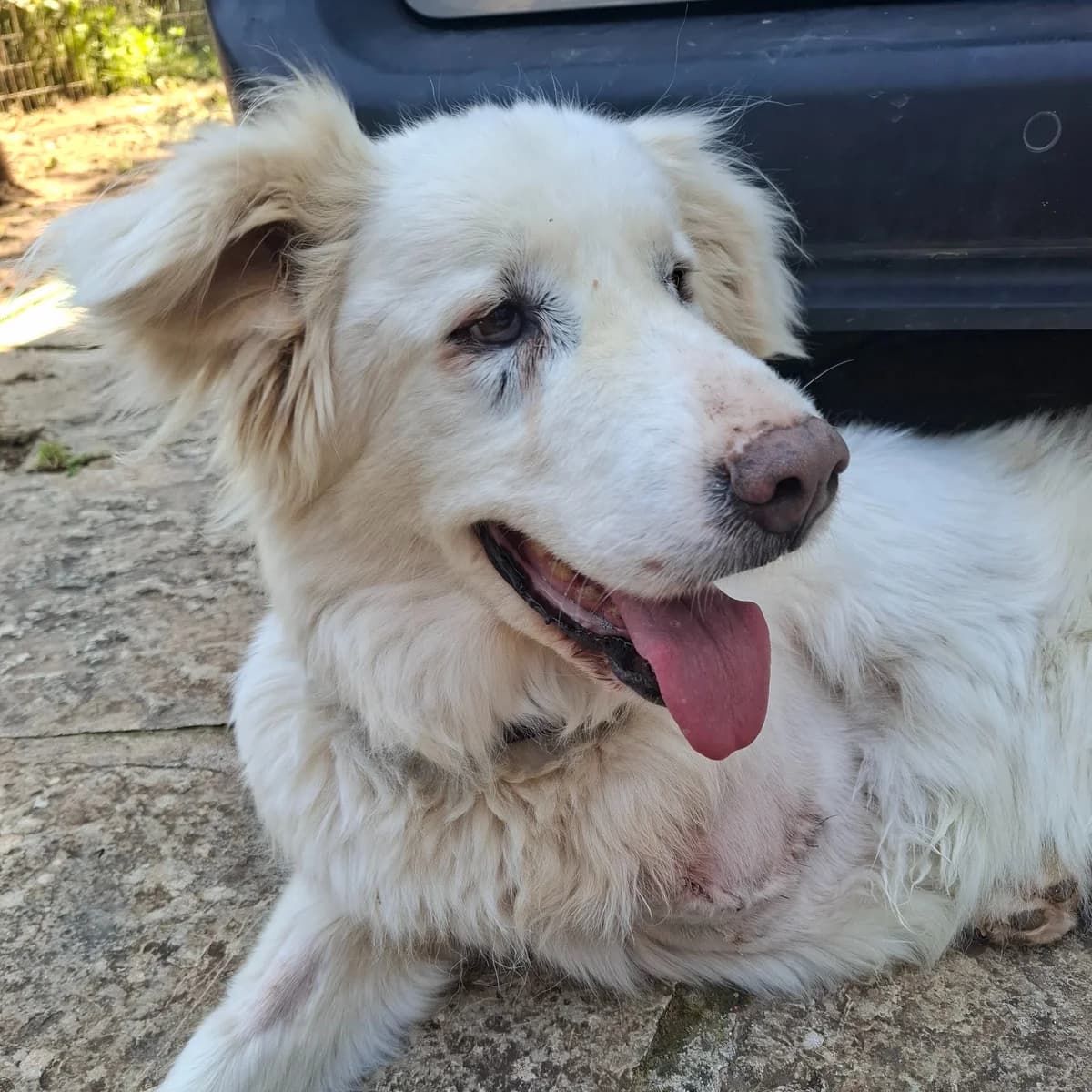 Snow, female 4yo Mixed Breed for adoption at Tierschutzverein Südkreta e.V.