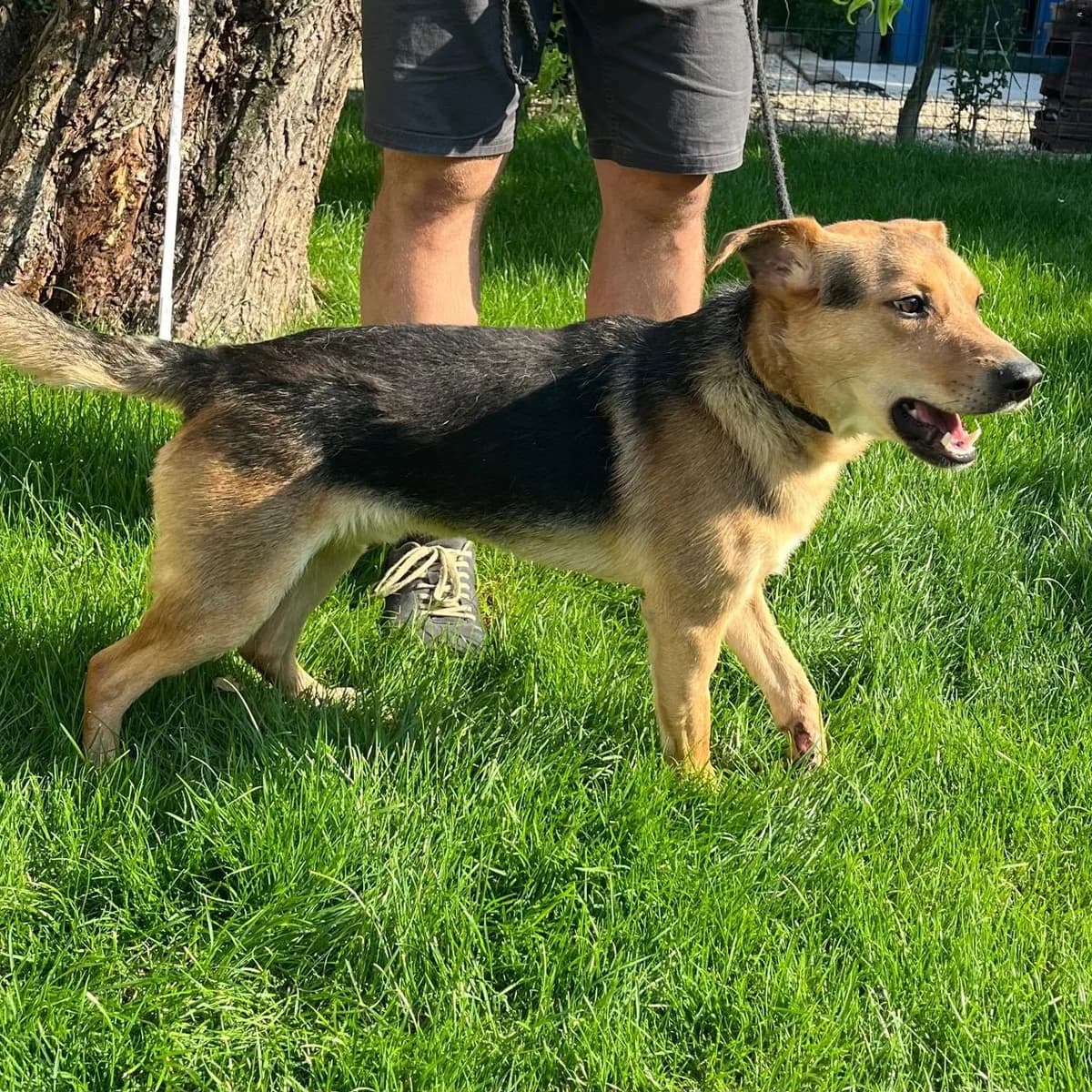 Benny, male 3yo Mixed Breed for adoption at Tierschutzverein Südkreta e.V.