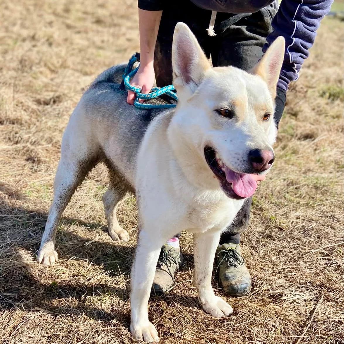 Nanuk, beige male 3yo Mixed Breed for adoption at Tierschutzverein Südkreta e.V.