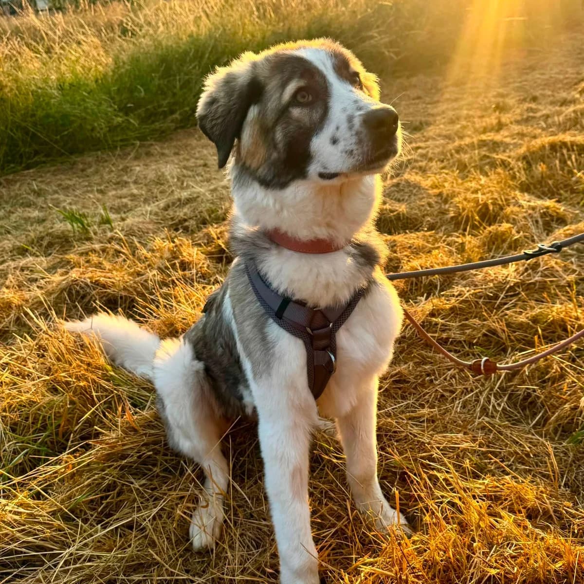 Maya, female puppy Mixed Breed for adoption at Tierschutzverein Südkreta e.V.