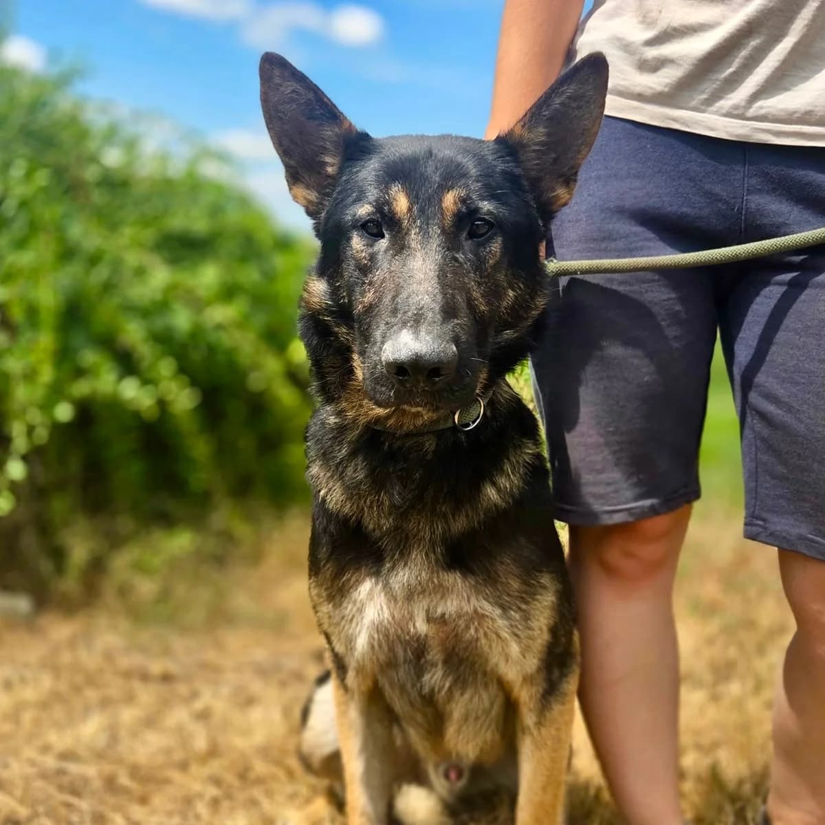 Keyron, male 3yo Mixed Breed for adoption at Tierschutzverein Südkreta e.V.