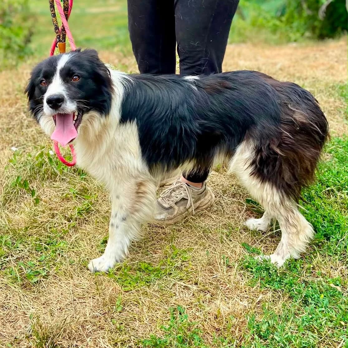 Julio, male young Mixed Breed for adoption at Tierschutzverein Südkreta e.V.