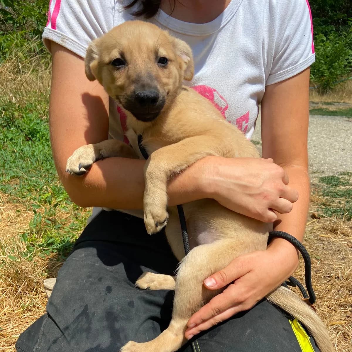 Pino, Yuki und Alva, male puppy Mixed Breed for adoption at Tierschutzverein Südkreta e.V.