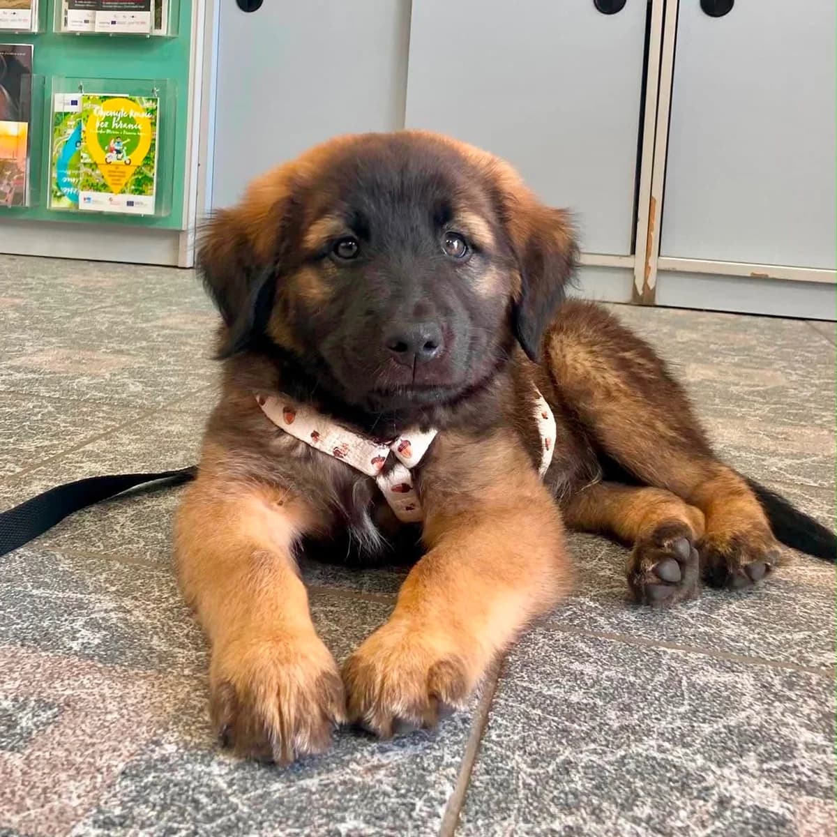 Benjamin, male puppy Mixed Breed for adoption at Tierschutzverein Südkreta e.V.
