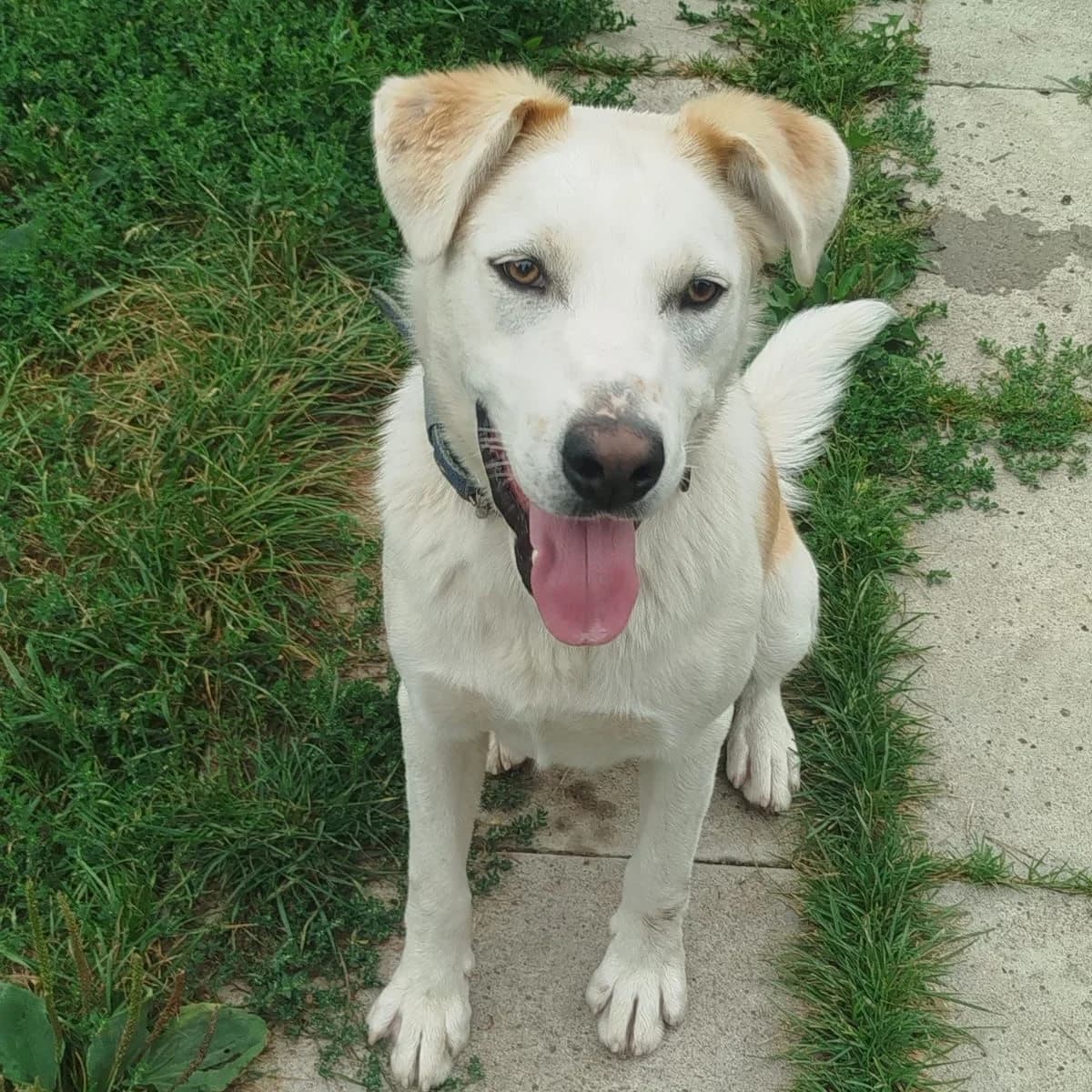 Brevis, male young Mixed Breed for adoption at Tierschutzverein Südkreta e.V.
