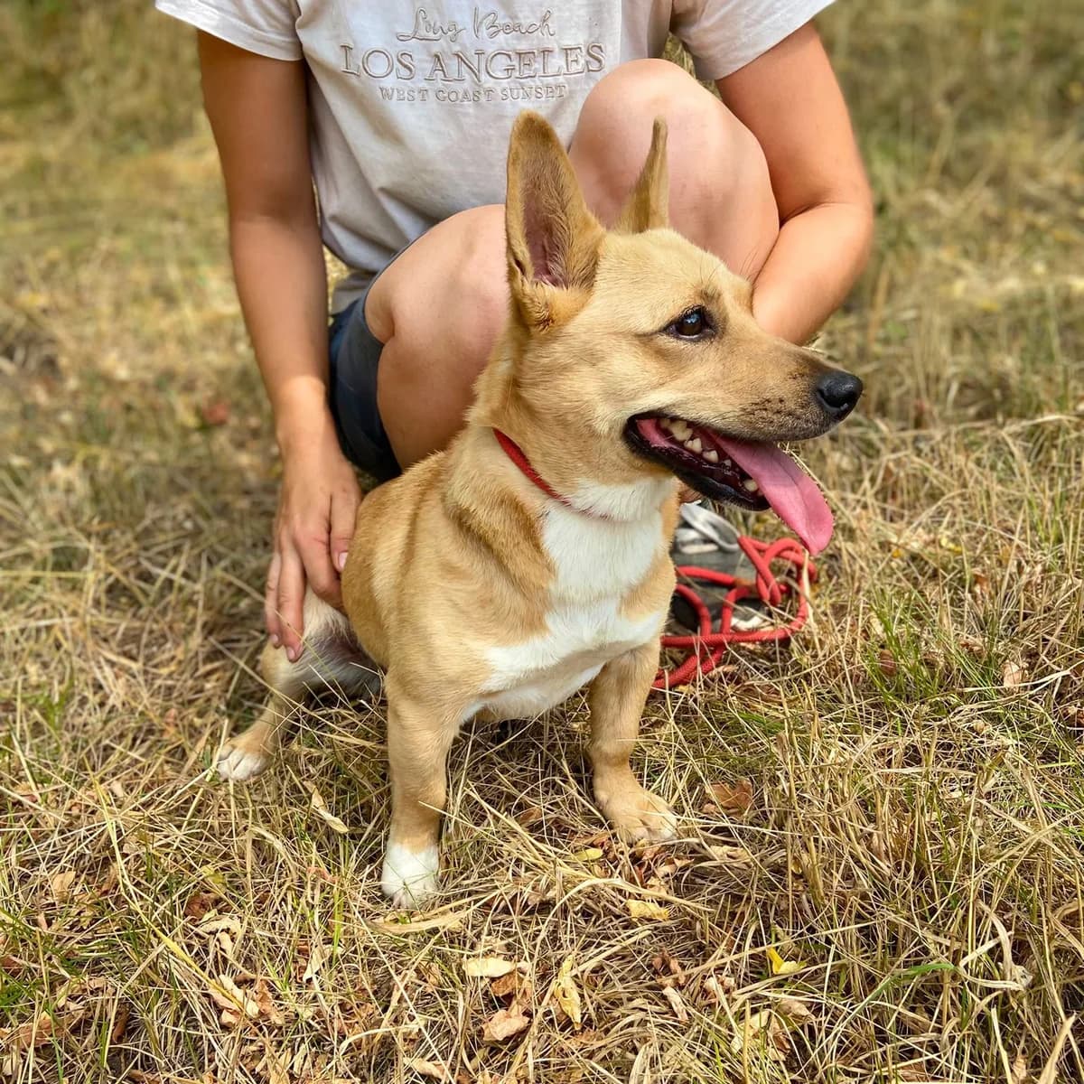 Havana, female young Mixed Breed for adoption at Tierschutzverein Südkreta e.V.