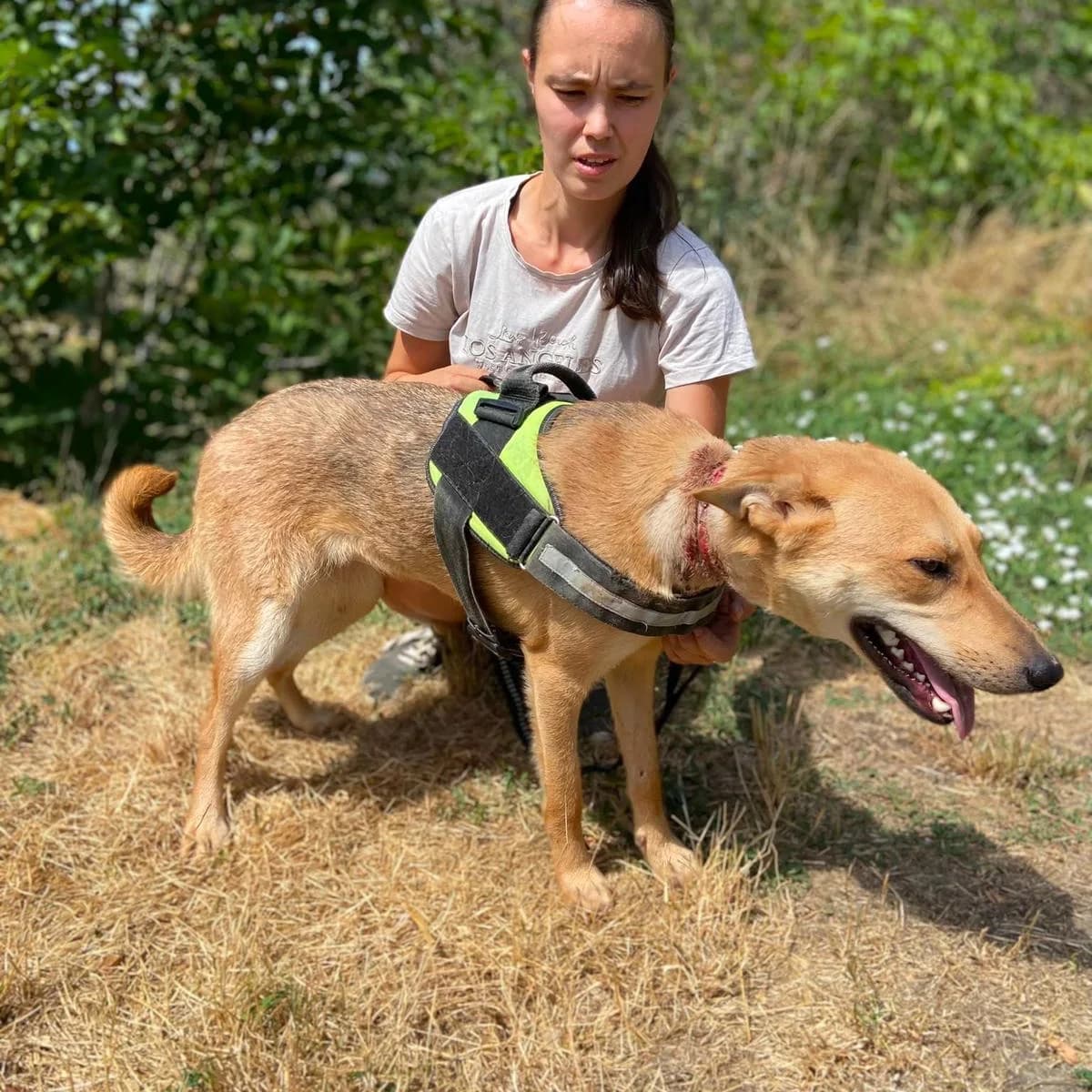 Zuri, female young Mixed Breed for adoption at Tierschutzverein Südkreta e.V.