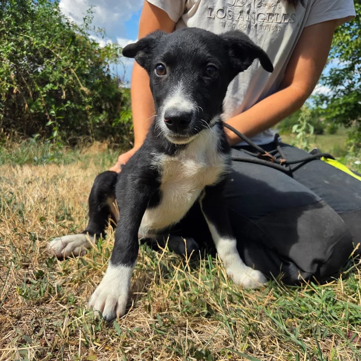 Willi, Franz, Ludwig, Mico, Paul und Remi, male puppy Mixed Breed for adoption at Tierschutzverein Südkreta e.V.