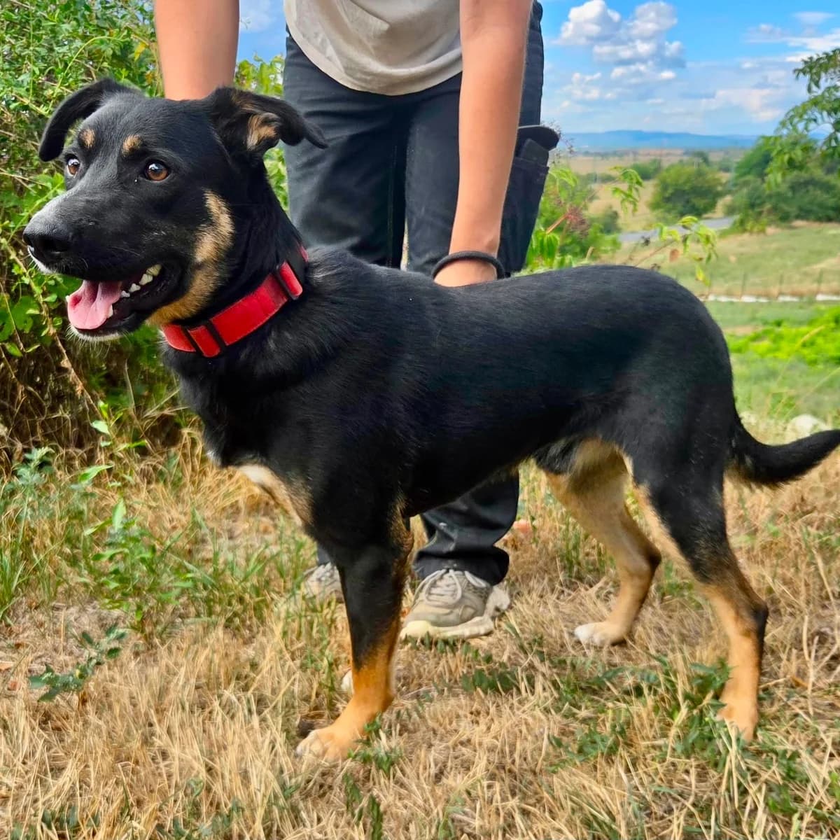 Mario, schwarz male young Mixed Breed for adoption at Tierschutzverein Südkreta e.V.