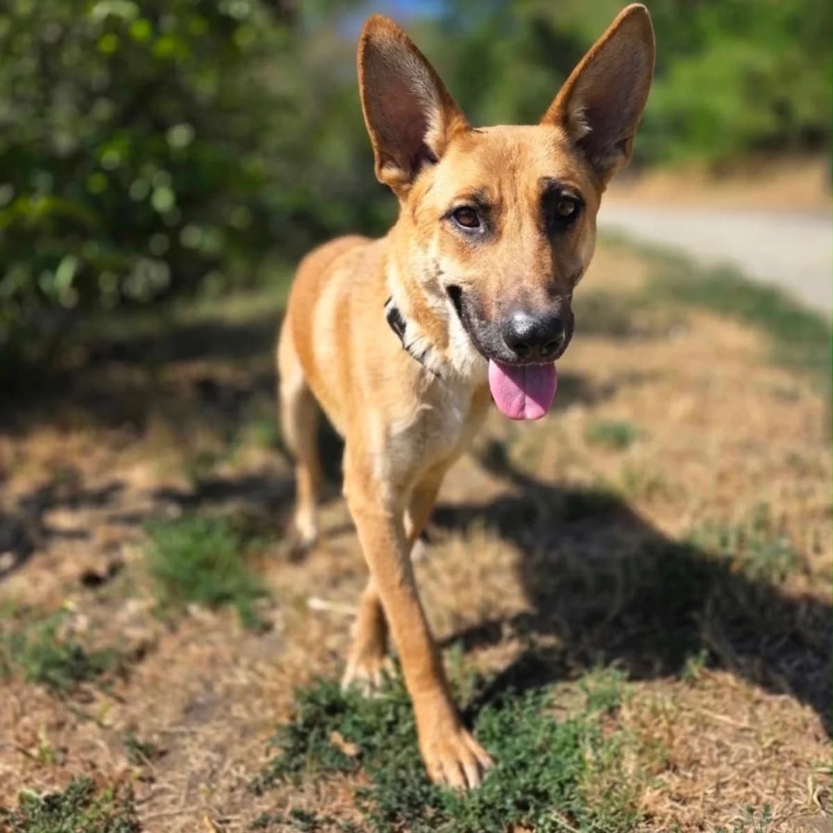 Dax, male young German Shepherd for adoption at Tierschutzverein Südkreta e.V.