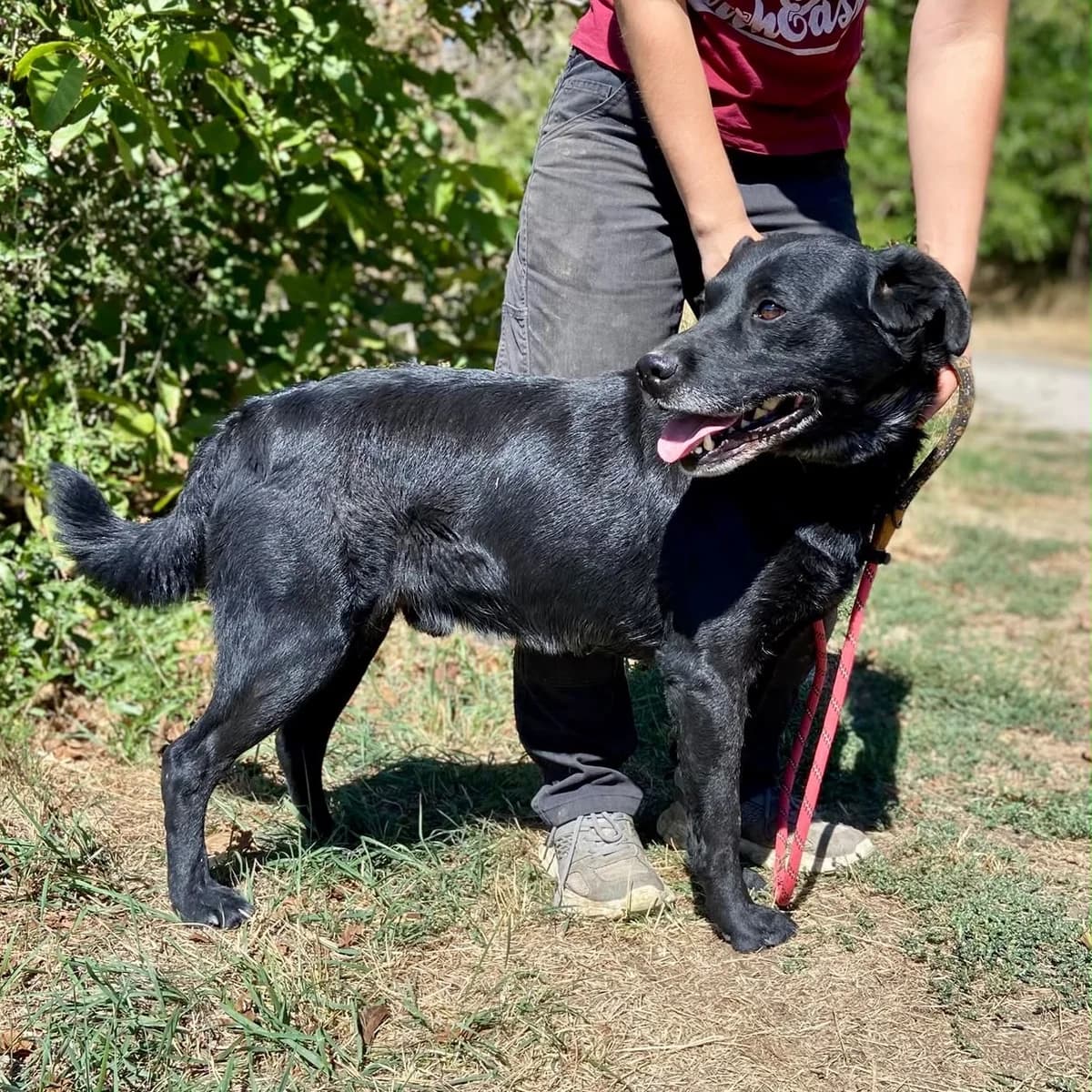 Snoopy, male senior Labrador Retriever for adoption at Tierschutzverein Südkreta e.V.