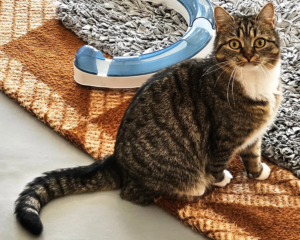 Feli, Mixed Breed for adoption at TSV Südthüringen e.V., Hildburghausen