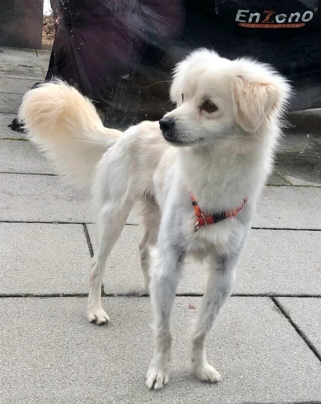 Ghost, Weiß male young Mixed Breed for adoption at TSV Tiere und Menschen e.V.